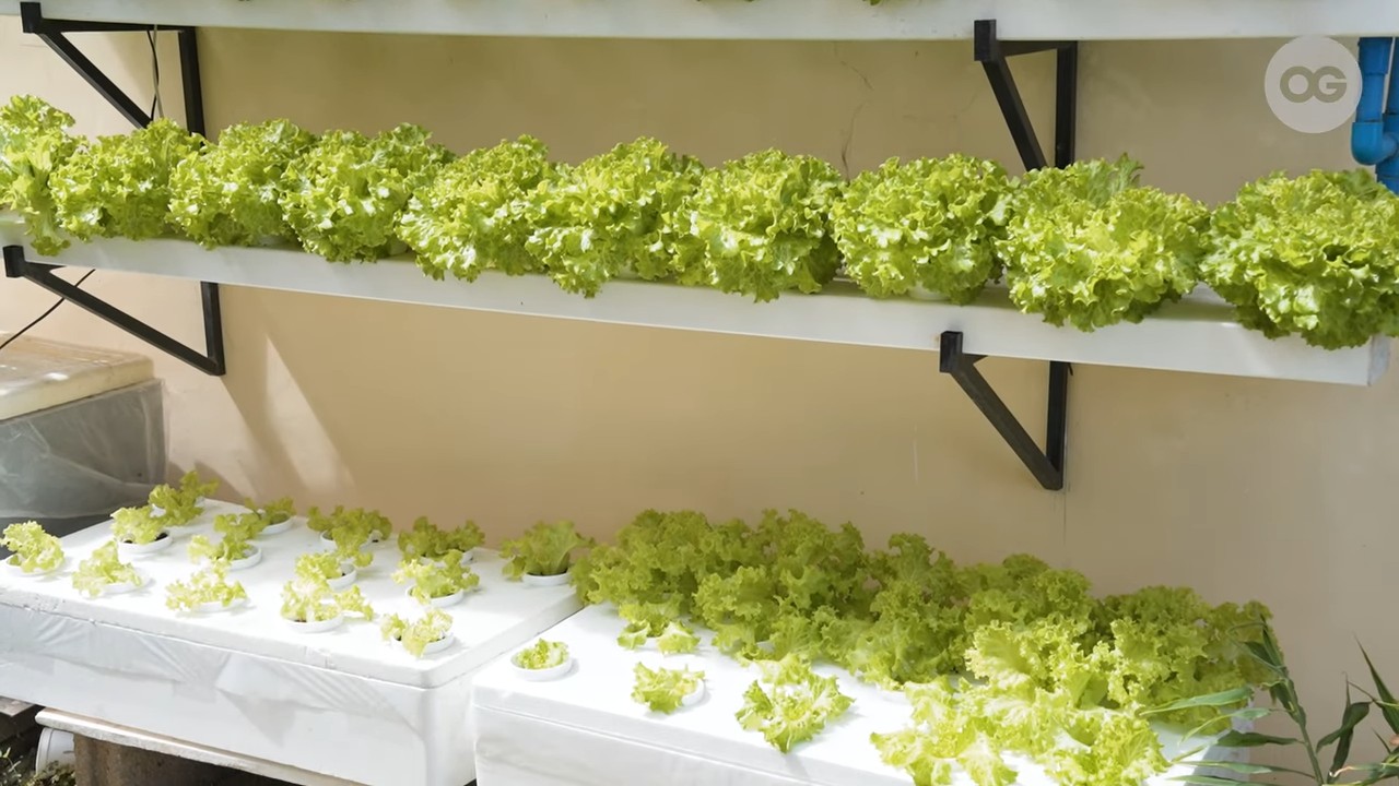 Salat anbauen zu Hause