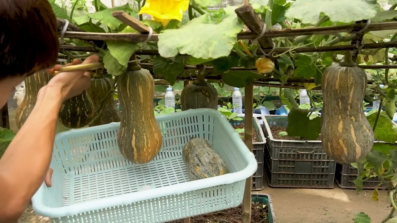 Kürbis Anbau Rankgitter