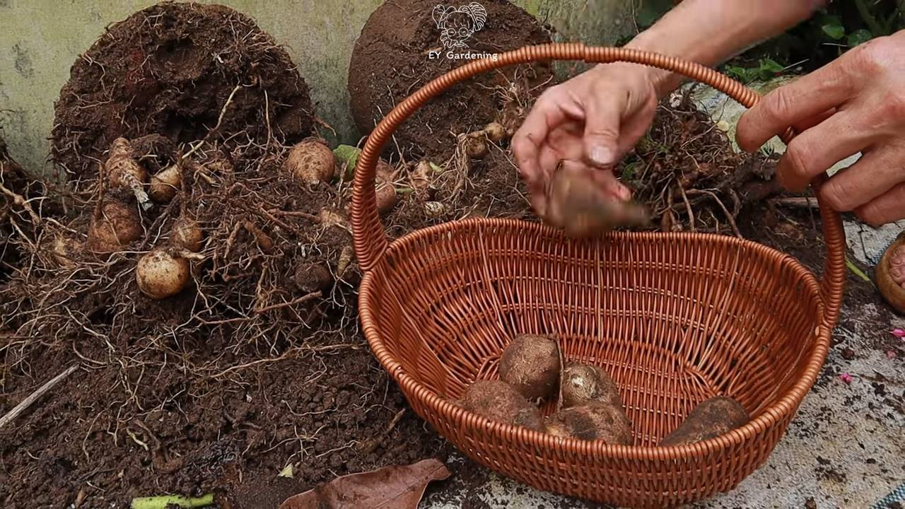 Yacon Anbau zu Hause