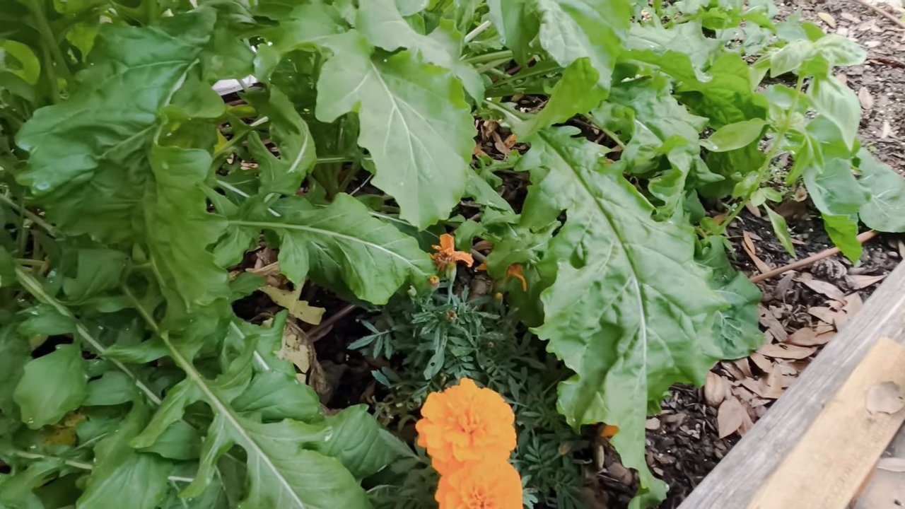 Arugula Anbau Küche