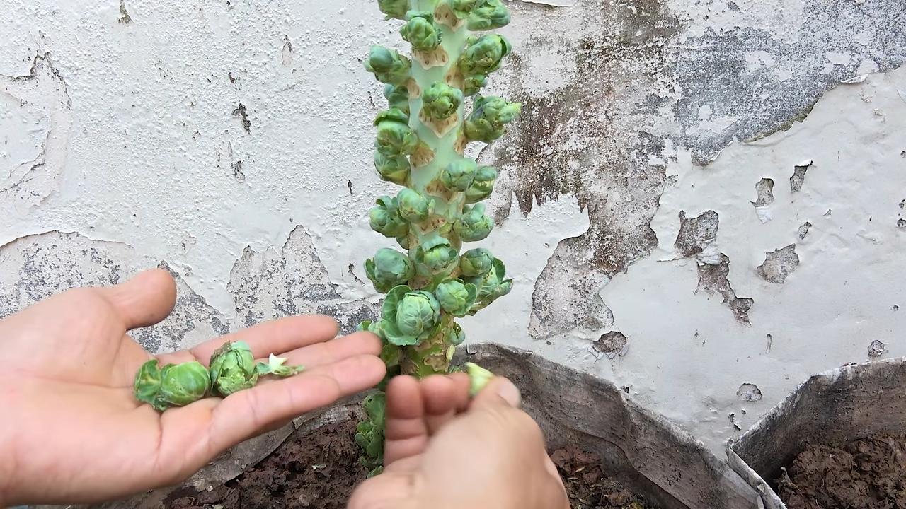 Rosenkohl Anbau zu Hause