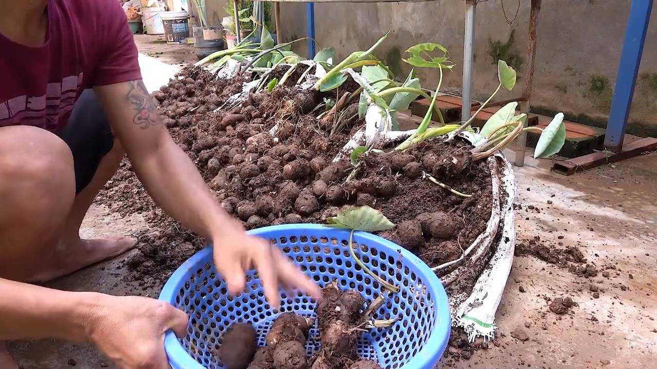Taro Anbau zu Hause