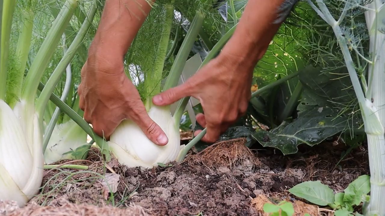 Fenchel anbauen für Anfänger