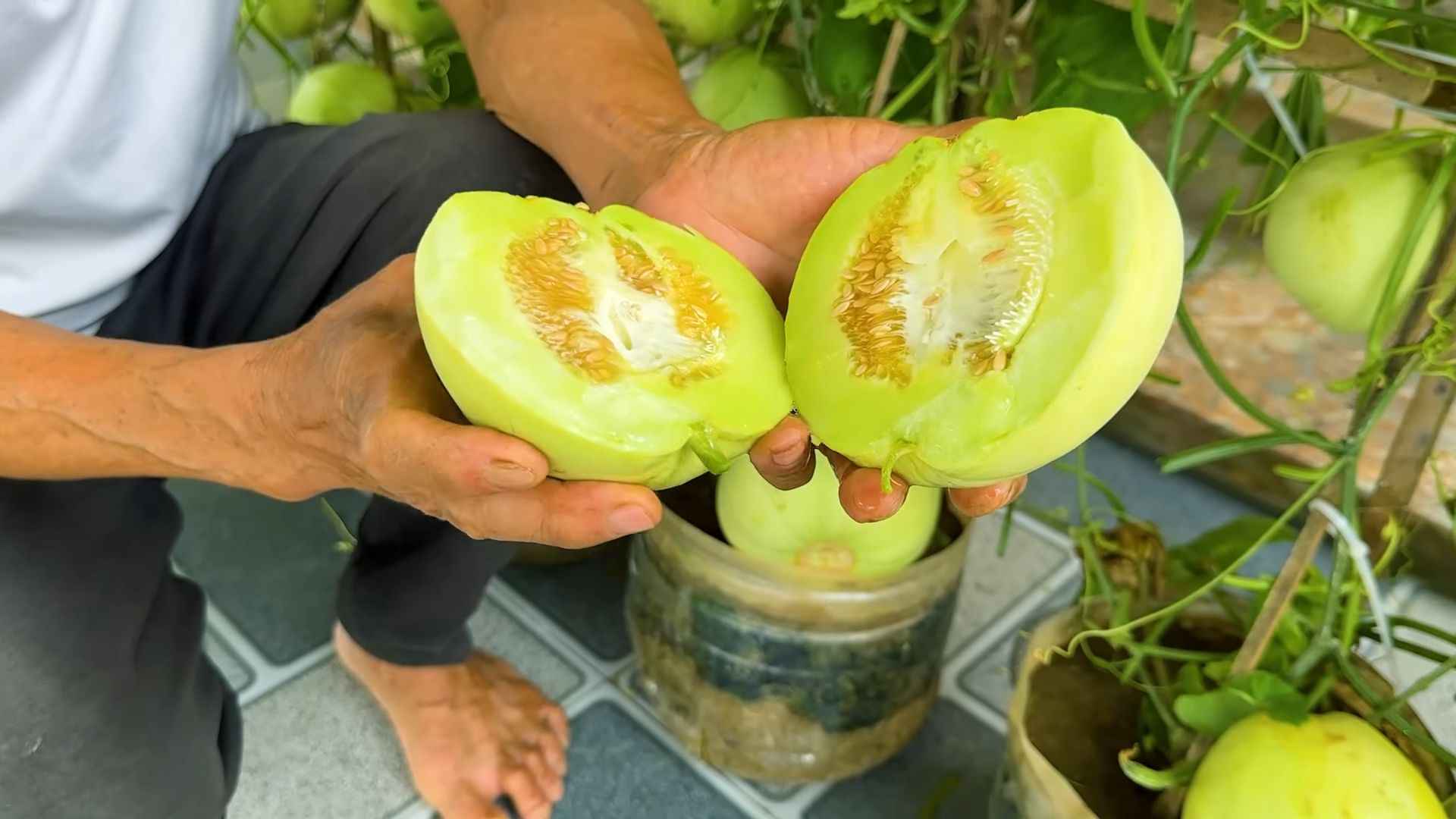 Melonen im Küchengarten anbauen