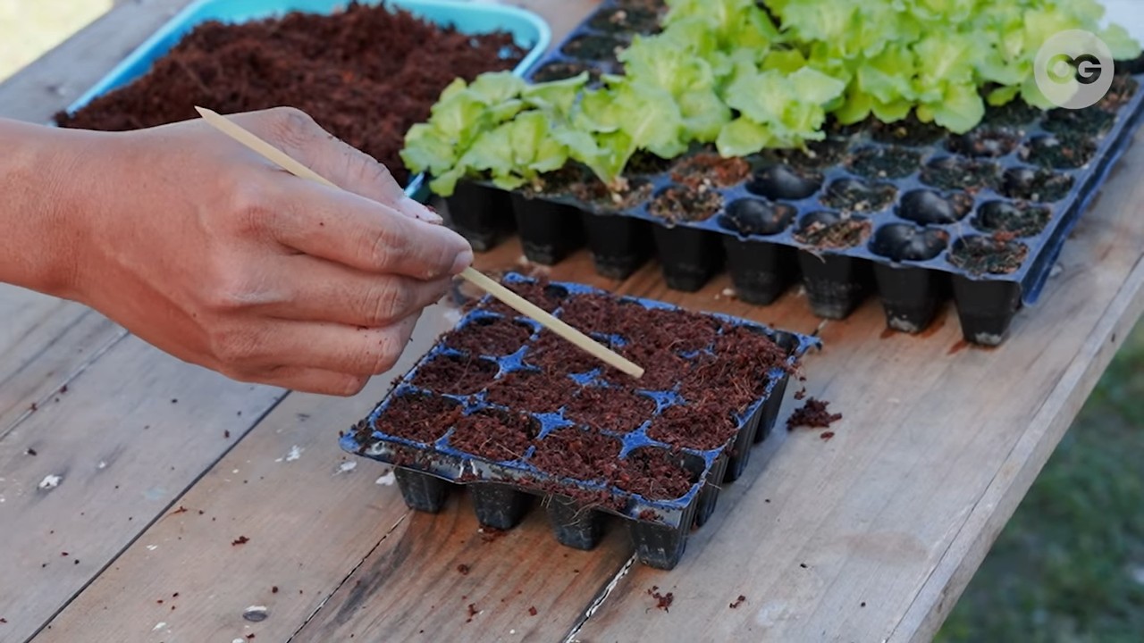 Salat anbauen zu Hause