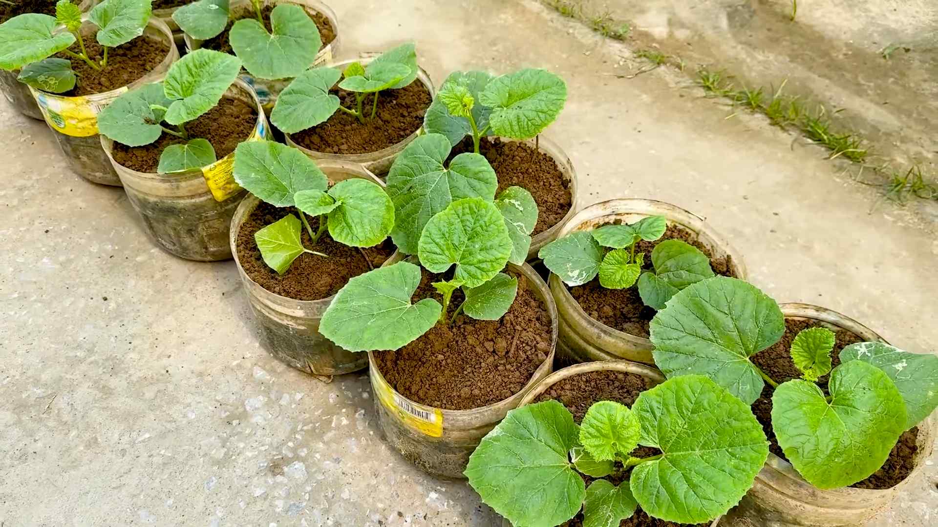 Melonen im Küchengarten anbauen