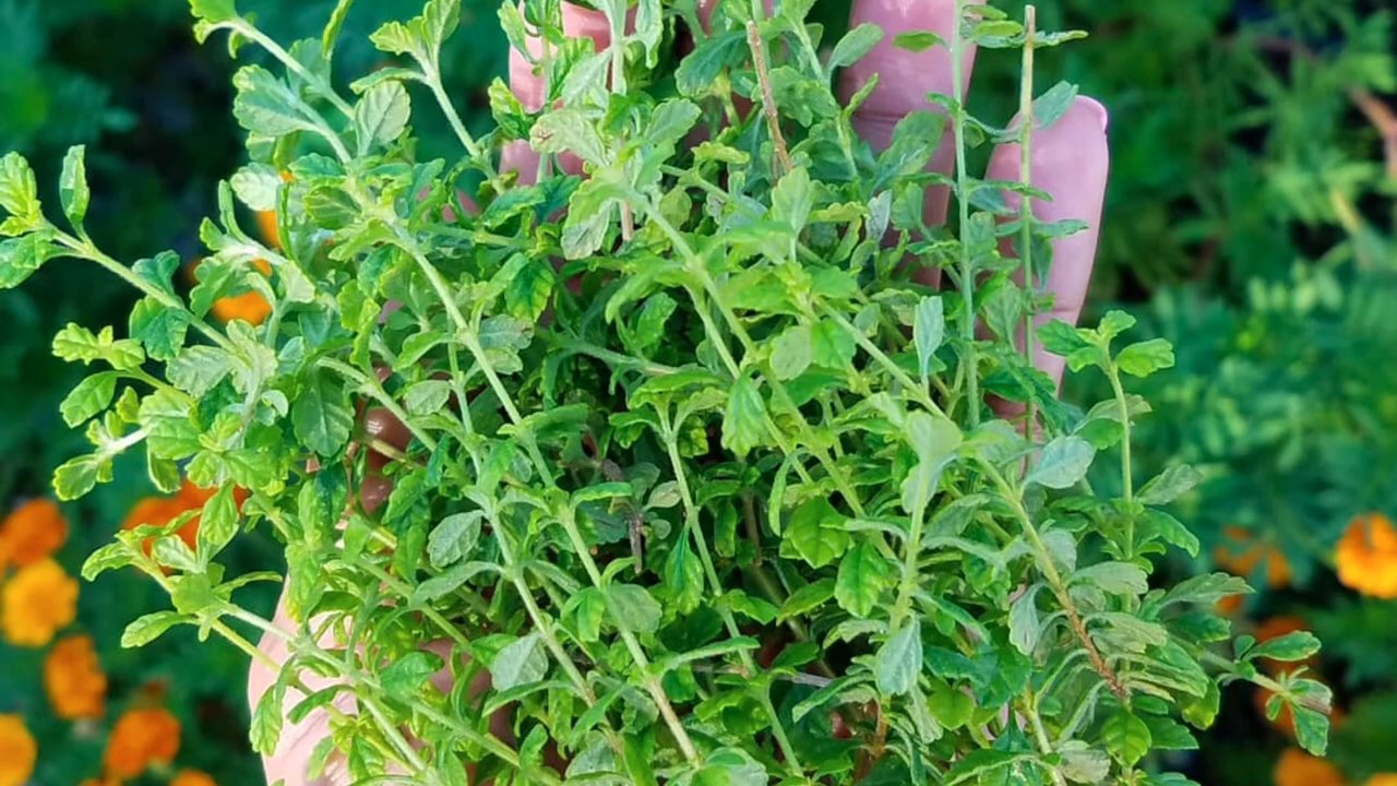 Thymian Küche anbauen