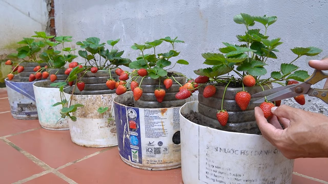 Erdbeeren anbauen für Anfänger
