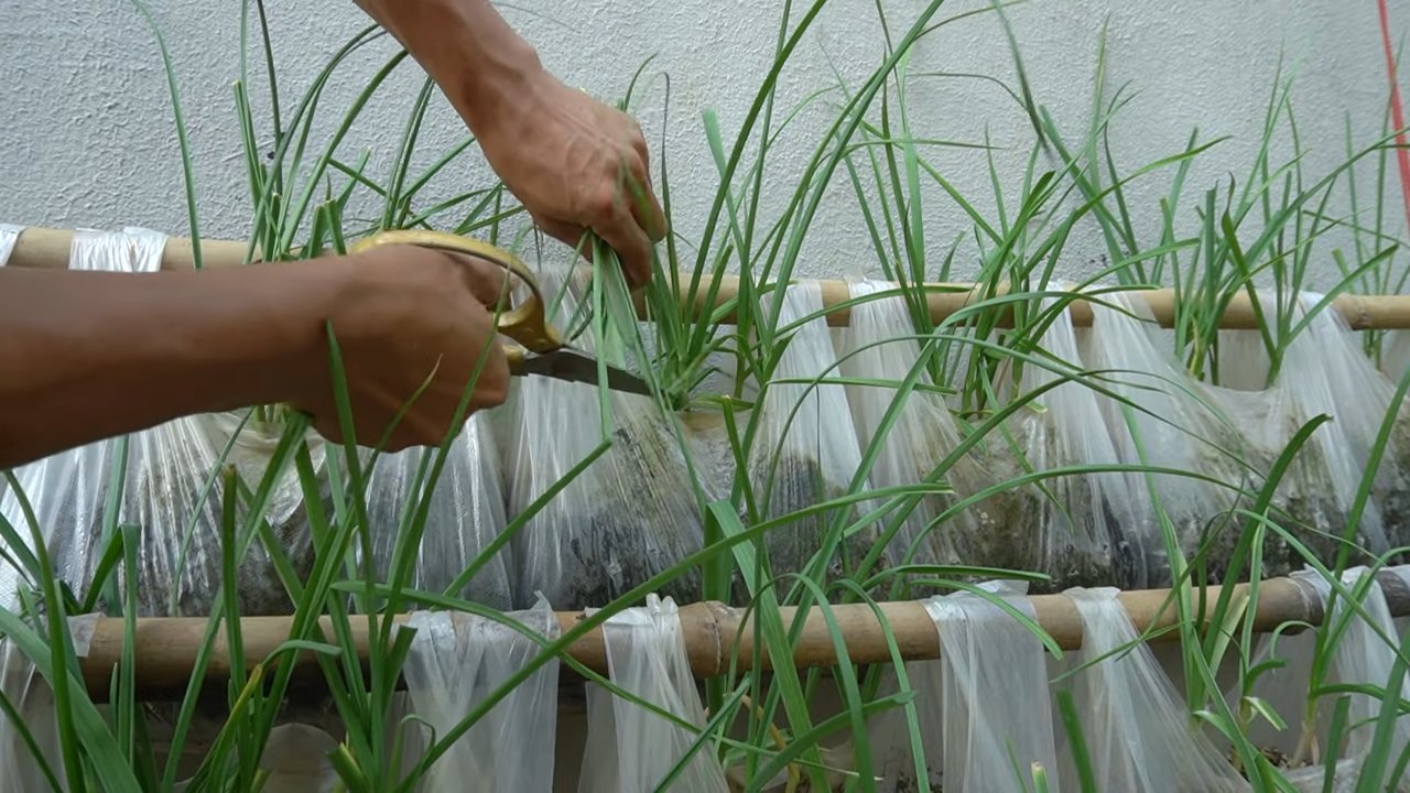 Knoblauch im Plastiksack anbauen
