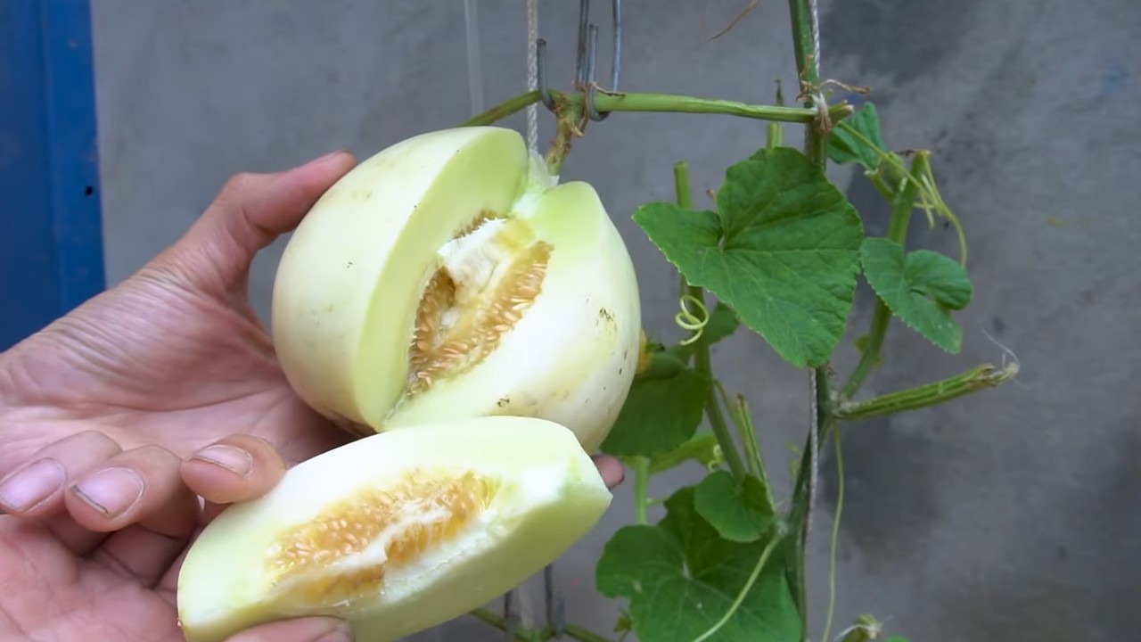 Hängende Melonen anbauen