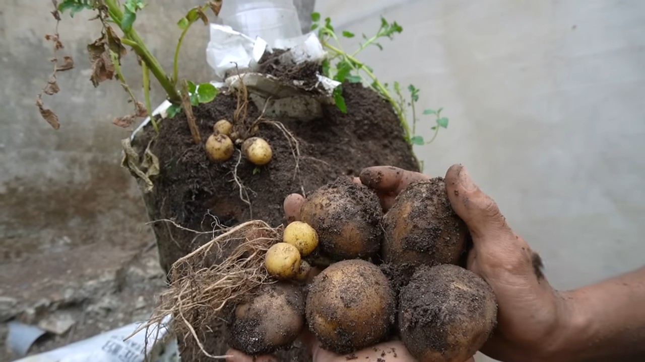 Kartoffeln im Sack anbauen