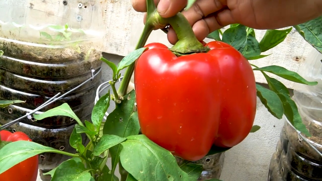 Vertikaler Paprika Garten DIY