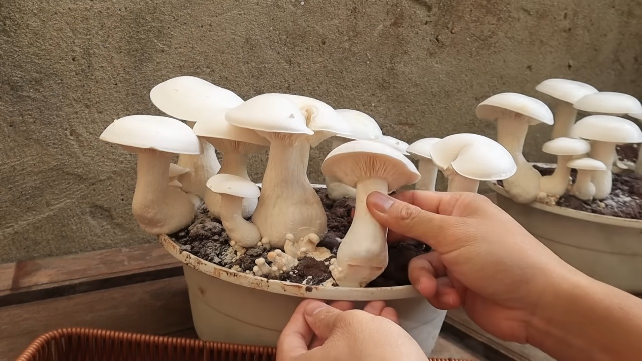 Pilze im Topf züchten
