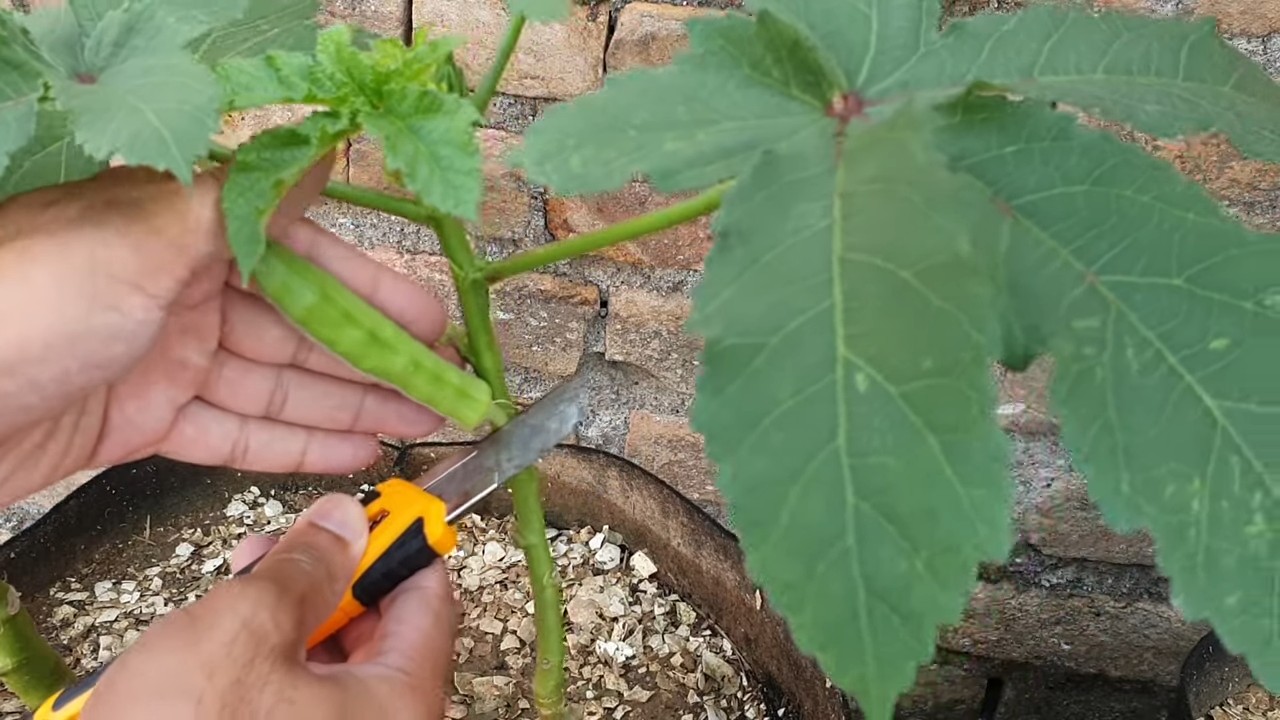 Okra Anbau für Anfänger