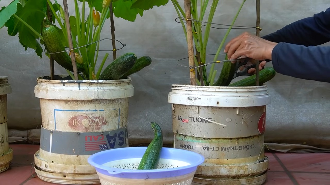 Zucchini selber anbauen