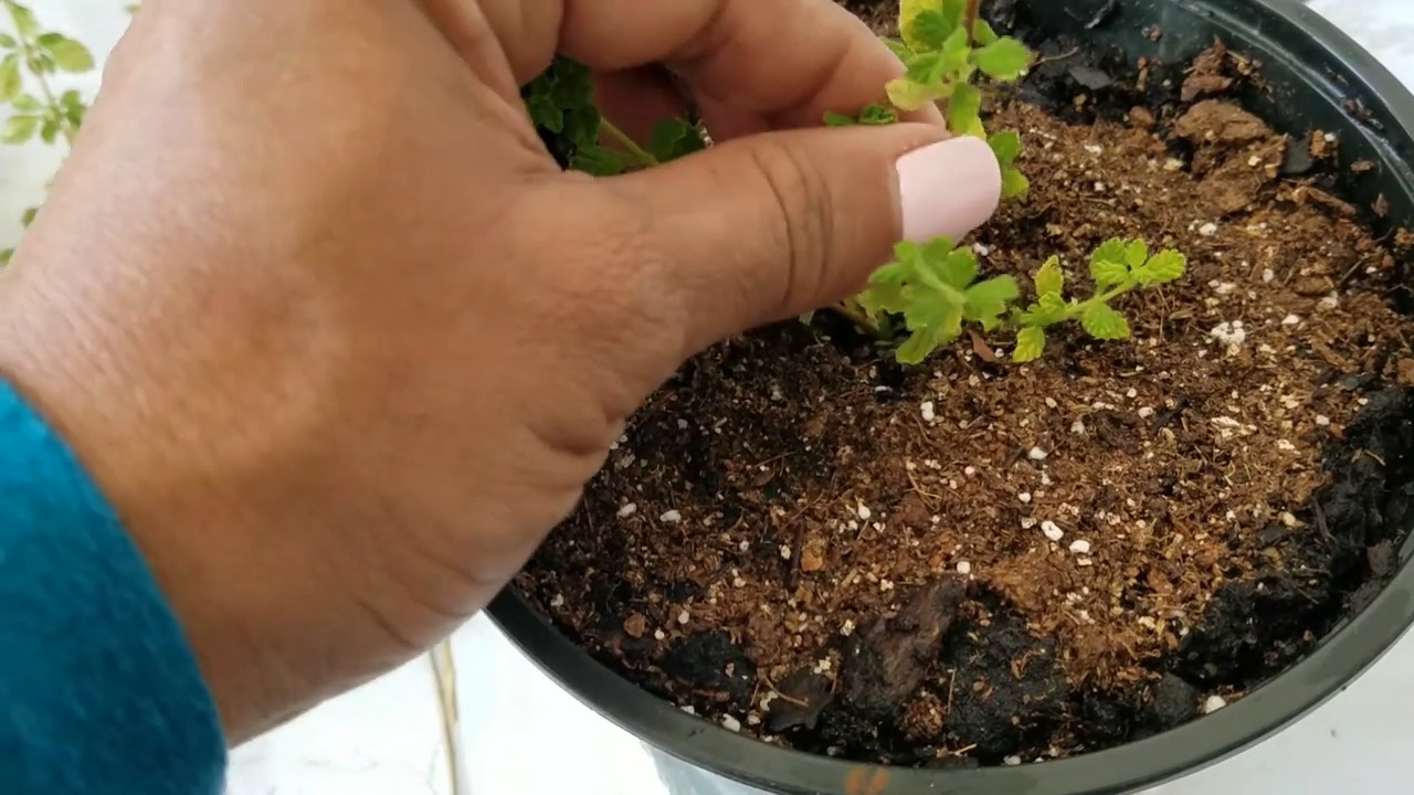 Thymian Küche anbauen