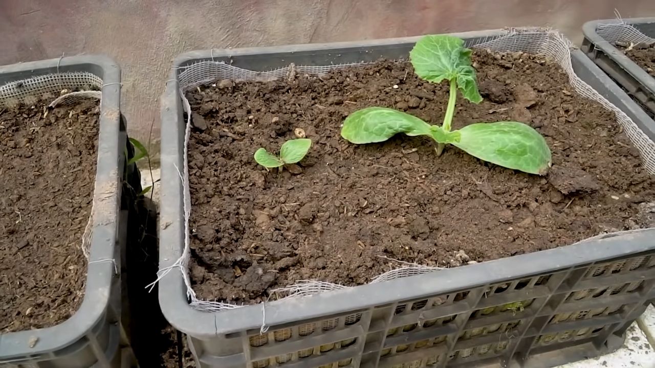 Zucchini Anbau Tipps Zuhause