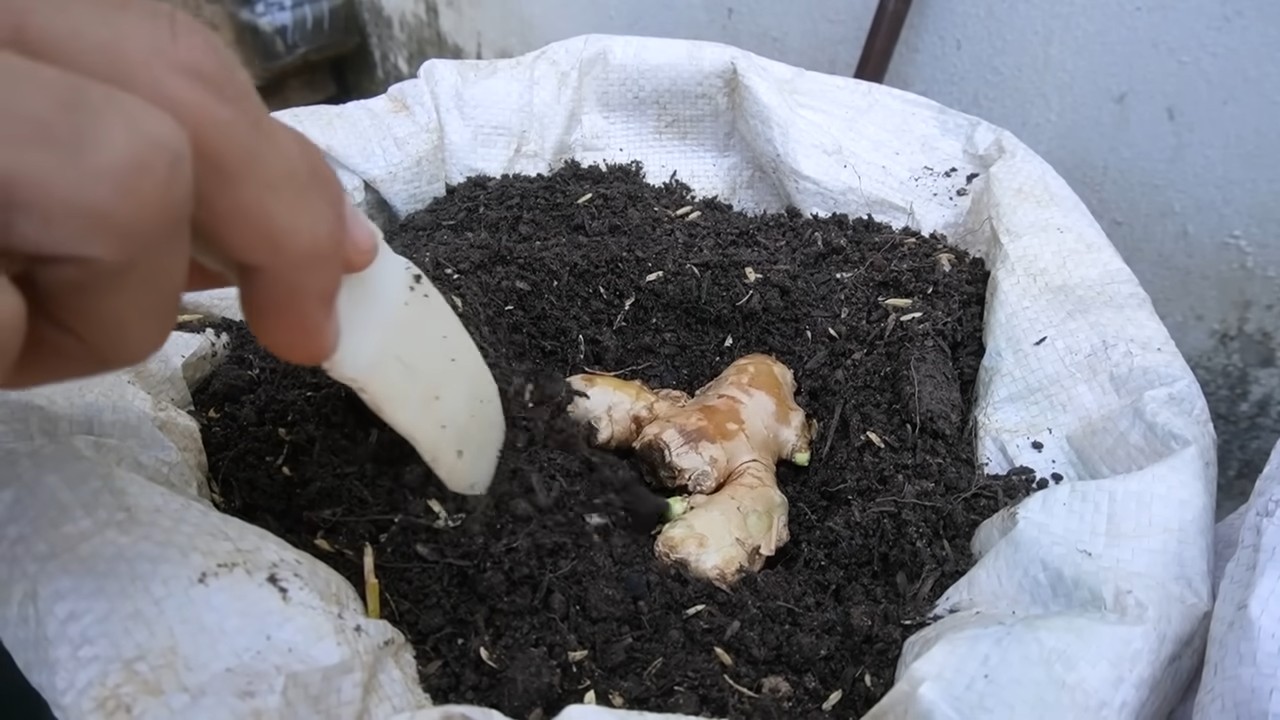 Ingwer anbauen in der Küche