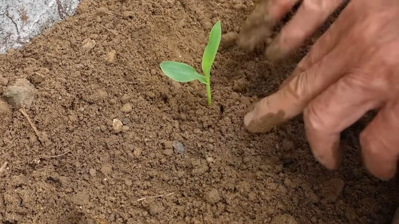 Mais im Gemüsegarten anbauen