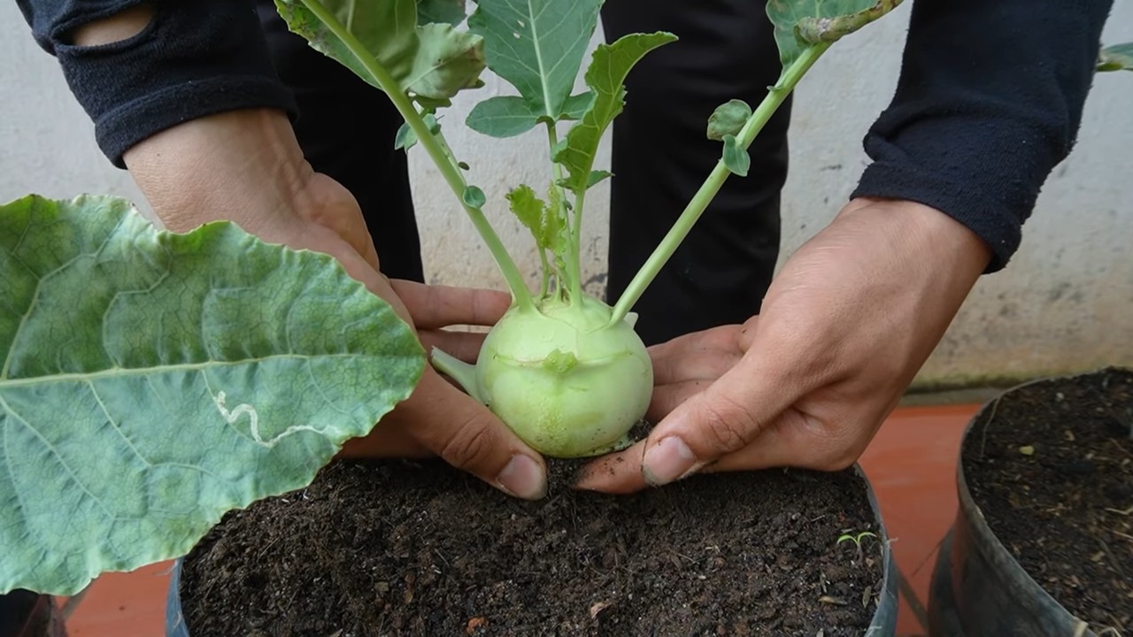Kohlrabi Anbau zu Hause