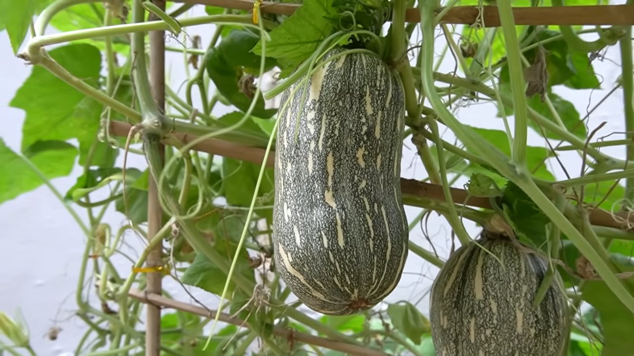 Kürbisse Ernte Ertrag Steigern
