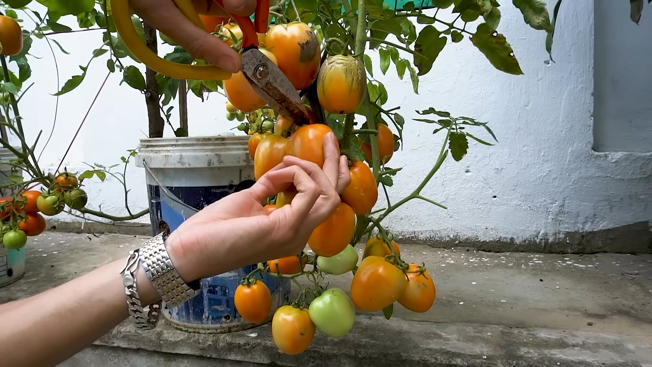 Tomaten im Plastikbehälter anbauen