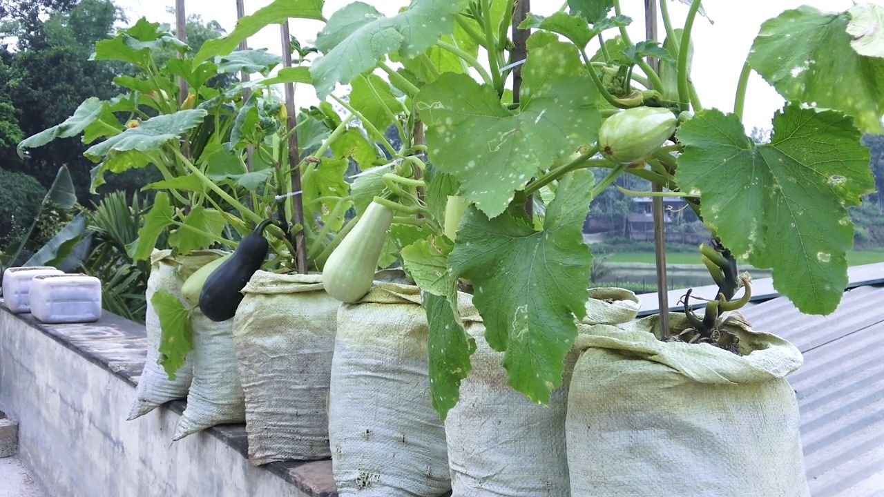 Weiße Zucchini anbauen