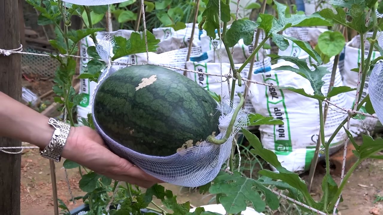 Wassermelonen Anbau Hängematte