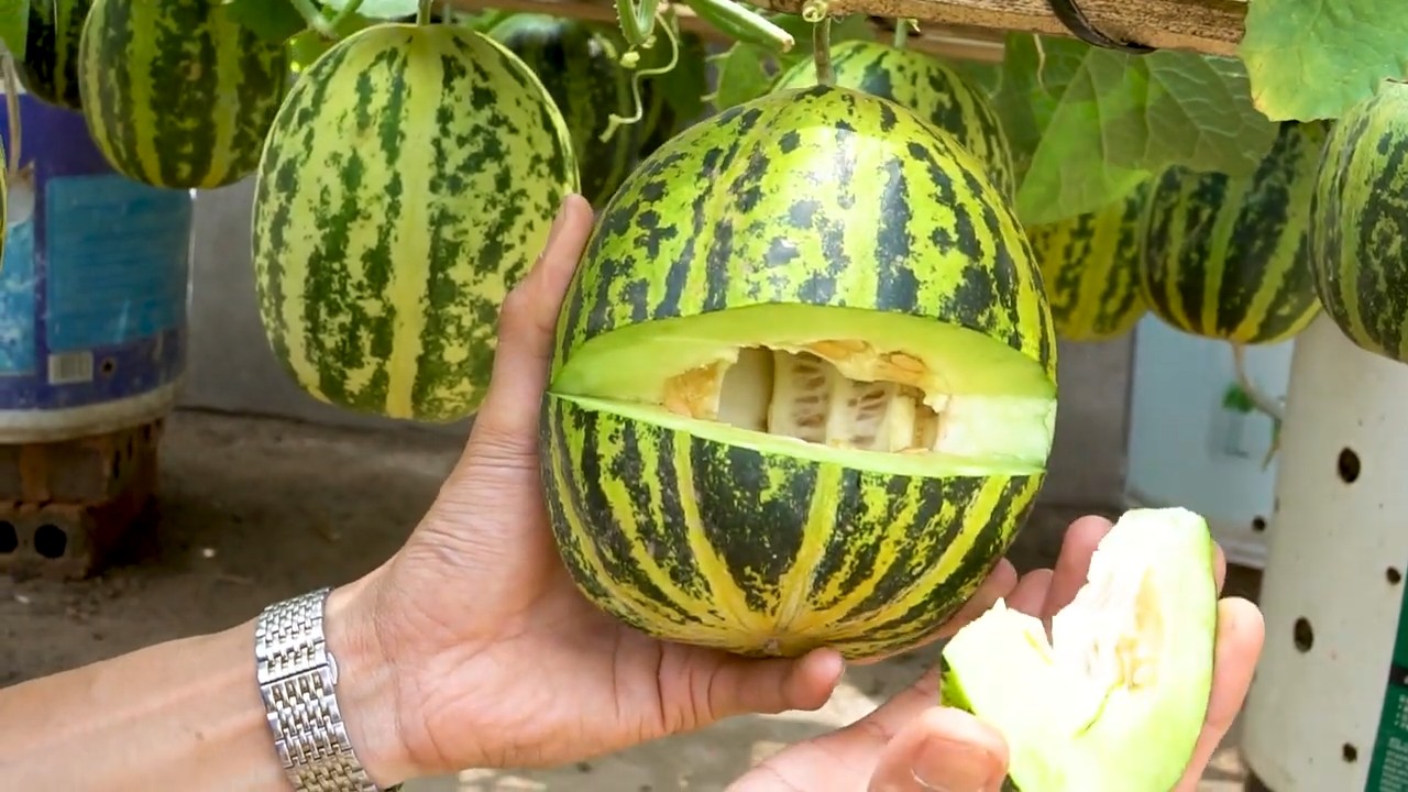 Wassermelonen anbauen ohne Wasser