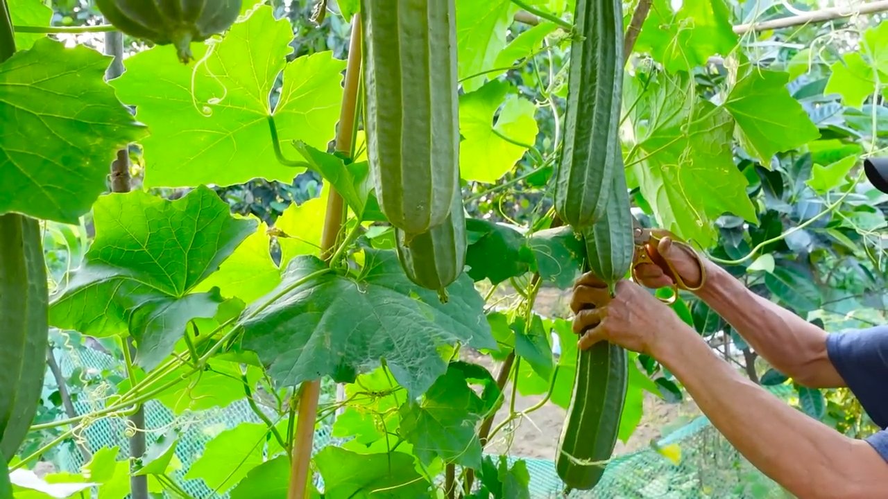 Luffa Gurke selbst anbauen