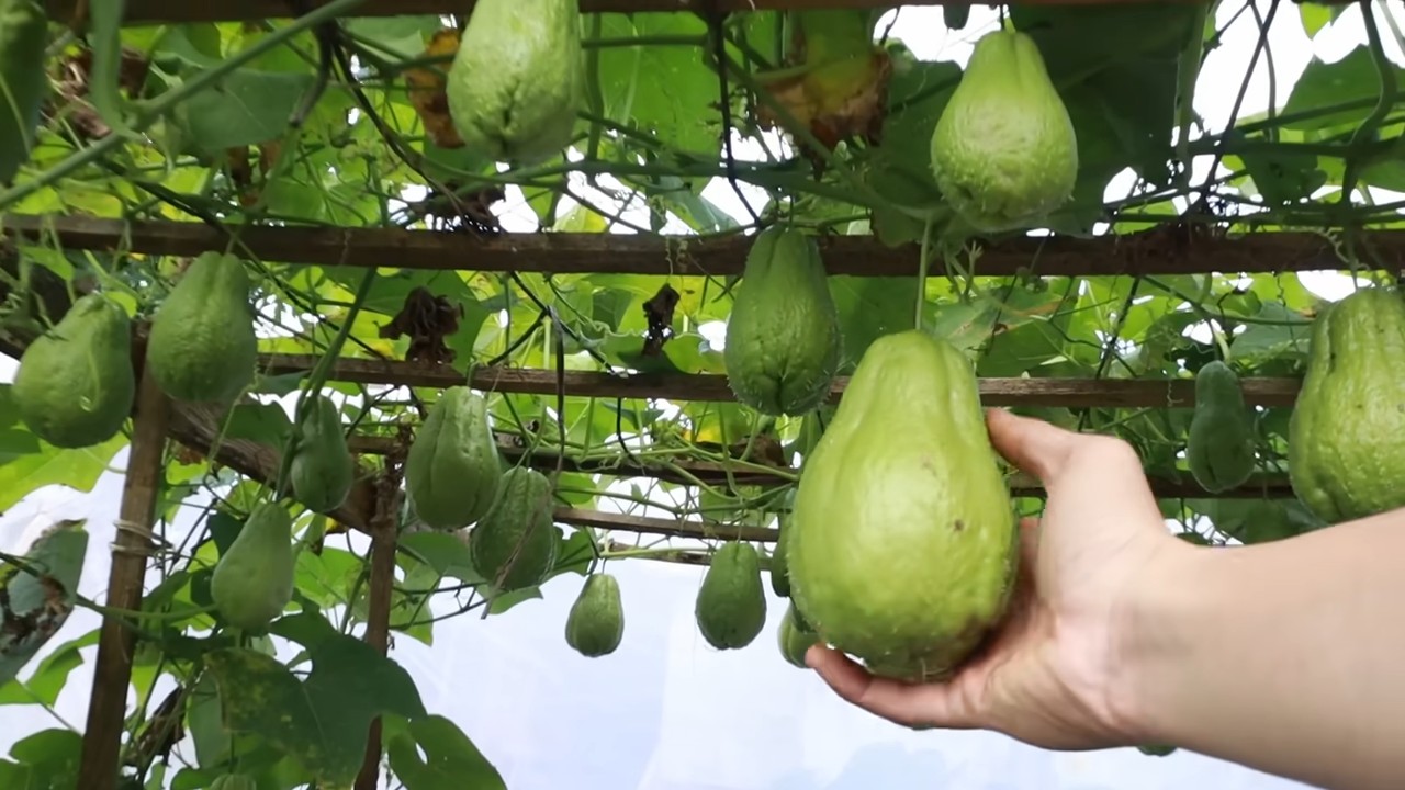 Chayote Anbau zu Hause