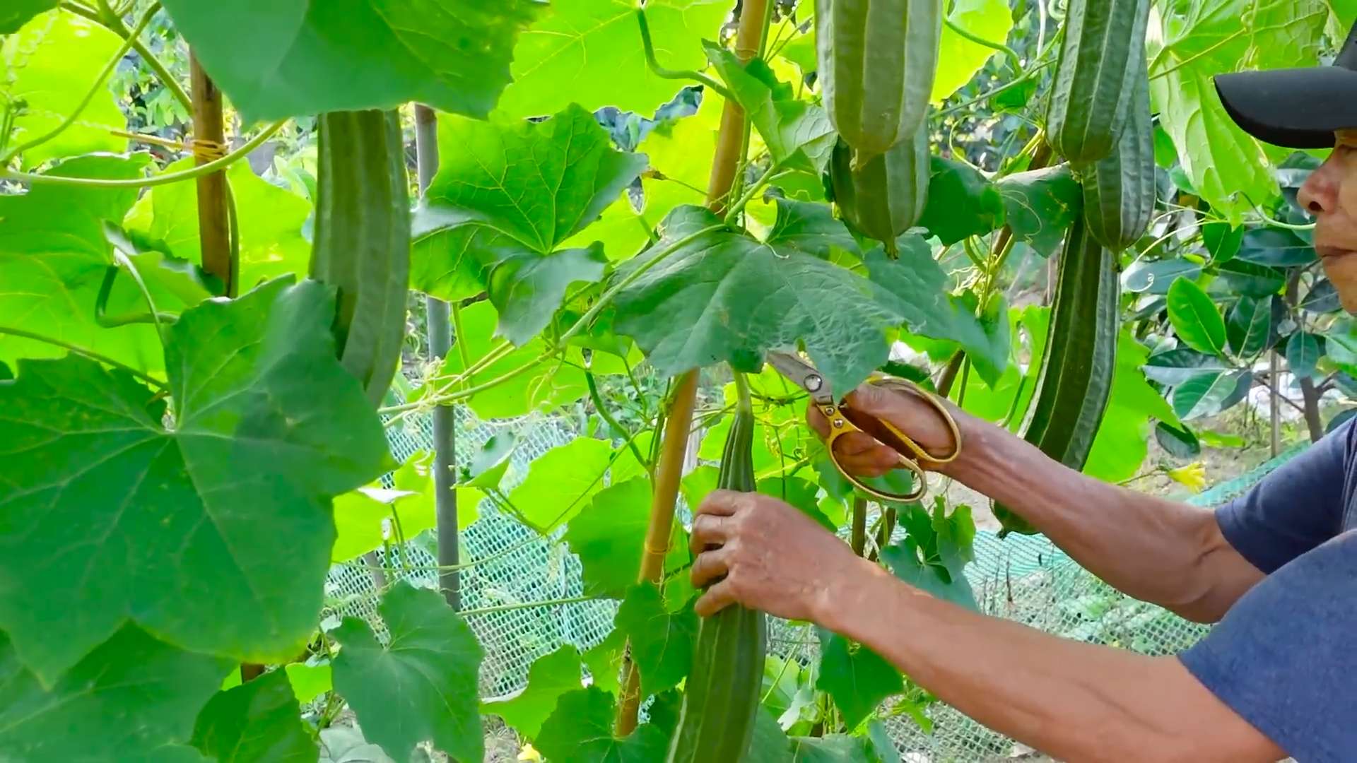 Luffa Gurke selbst anbauen