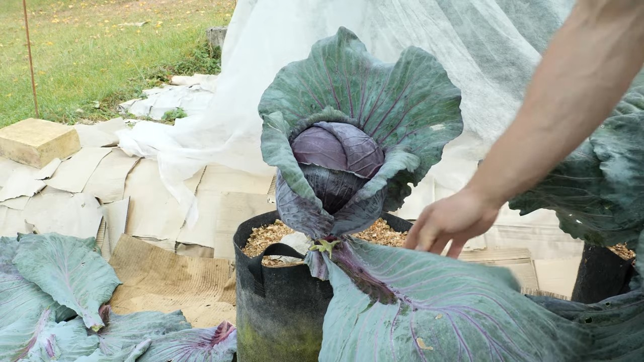 Rotkohl Anbau im Topf