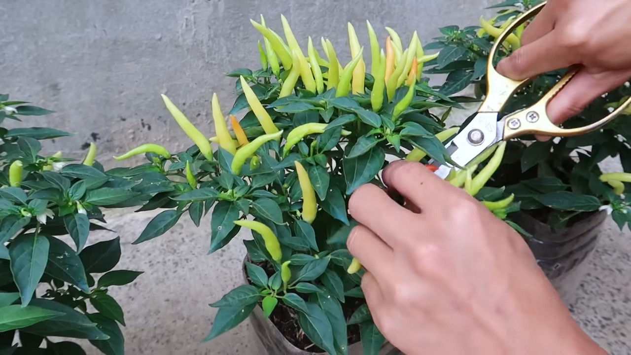 Paprika Anbau Plastikflaschen