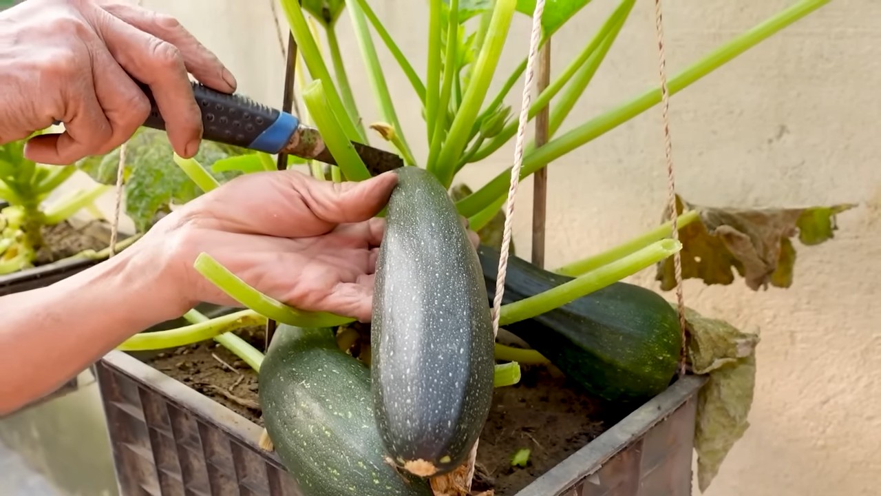 Zucchini Ernte verlängern