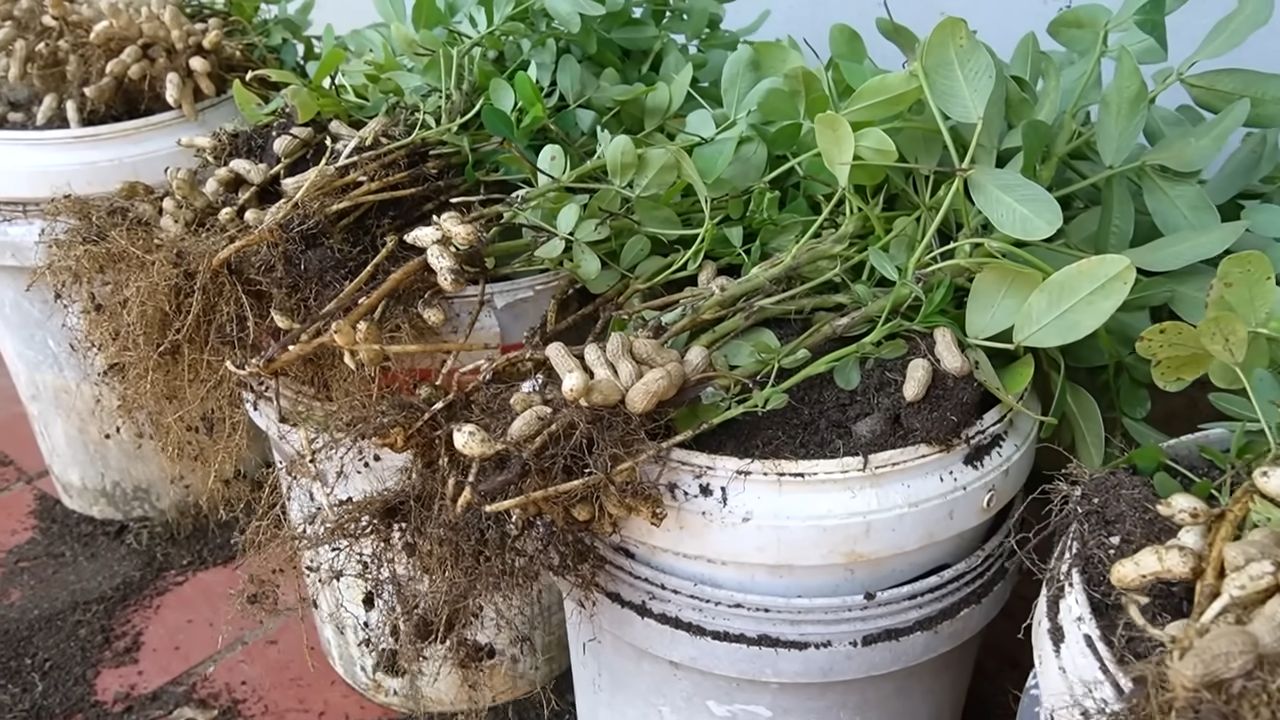 Erdnüsse anbauen ohne Garten