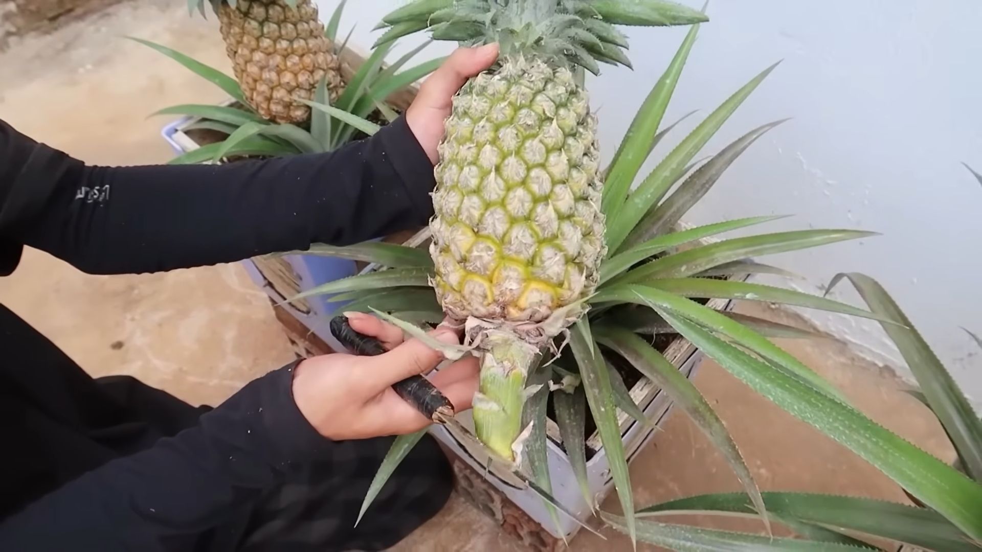 Ananas selber ziehen