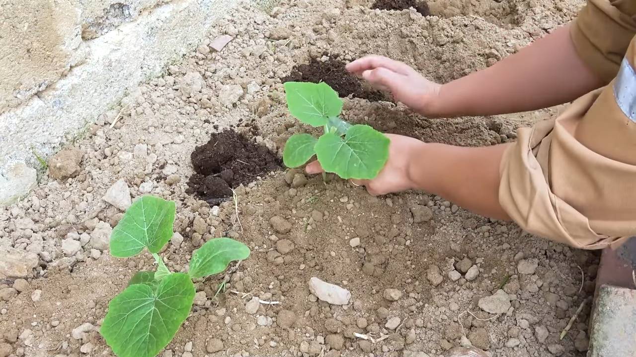 Flaschenkürbis Anbau für Faule