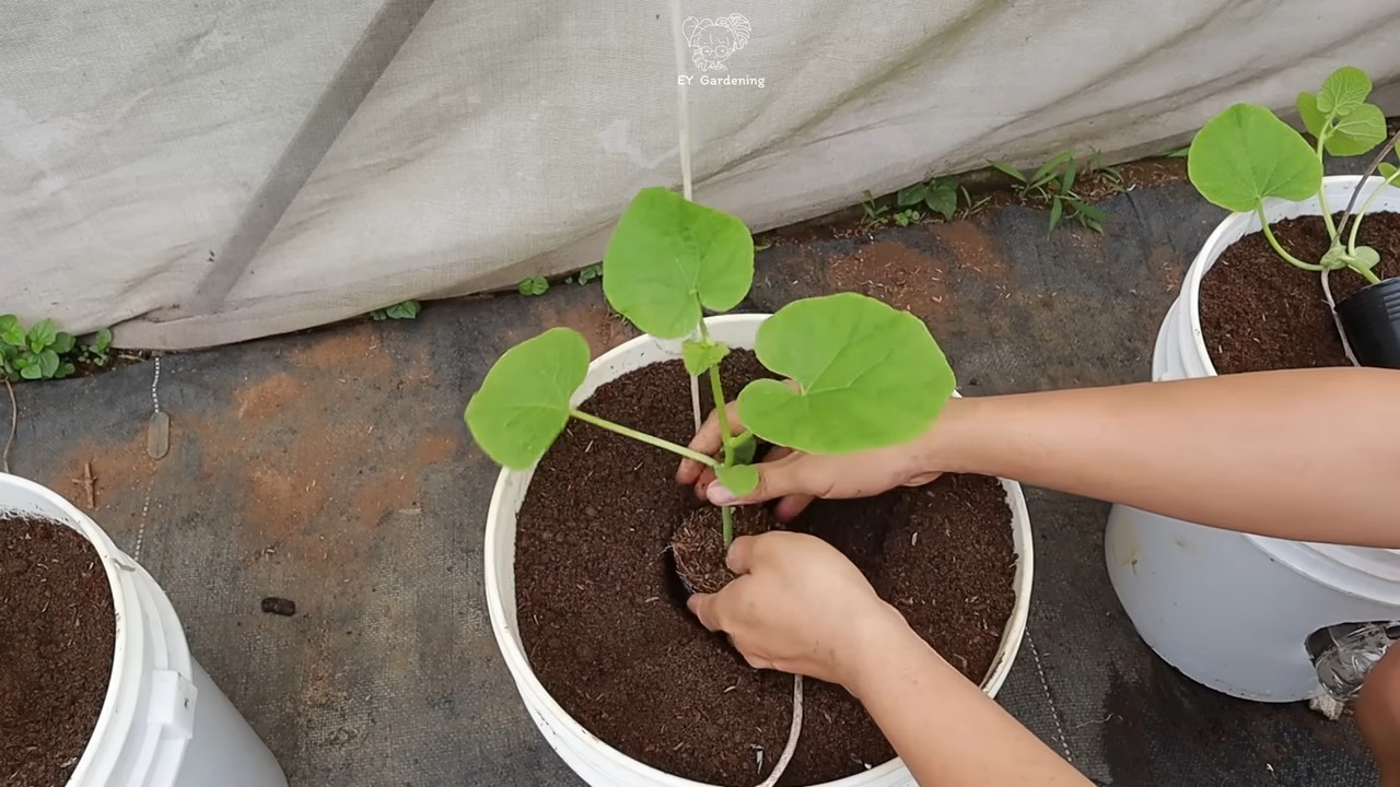 Hängematte für süße Melonen