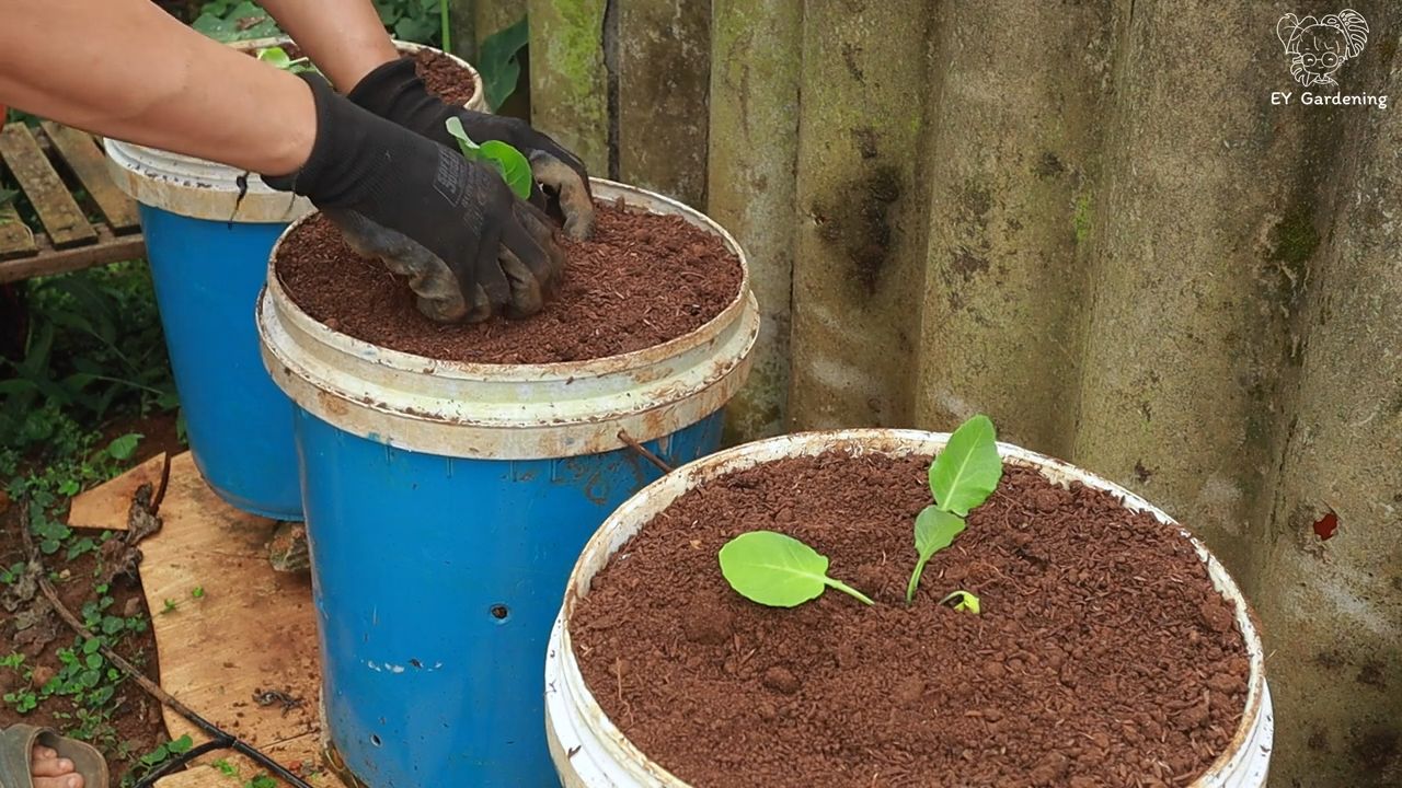 Brokkoli Blumenkohl Anbau Anleitung