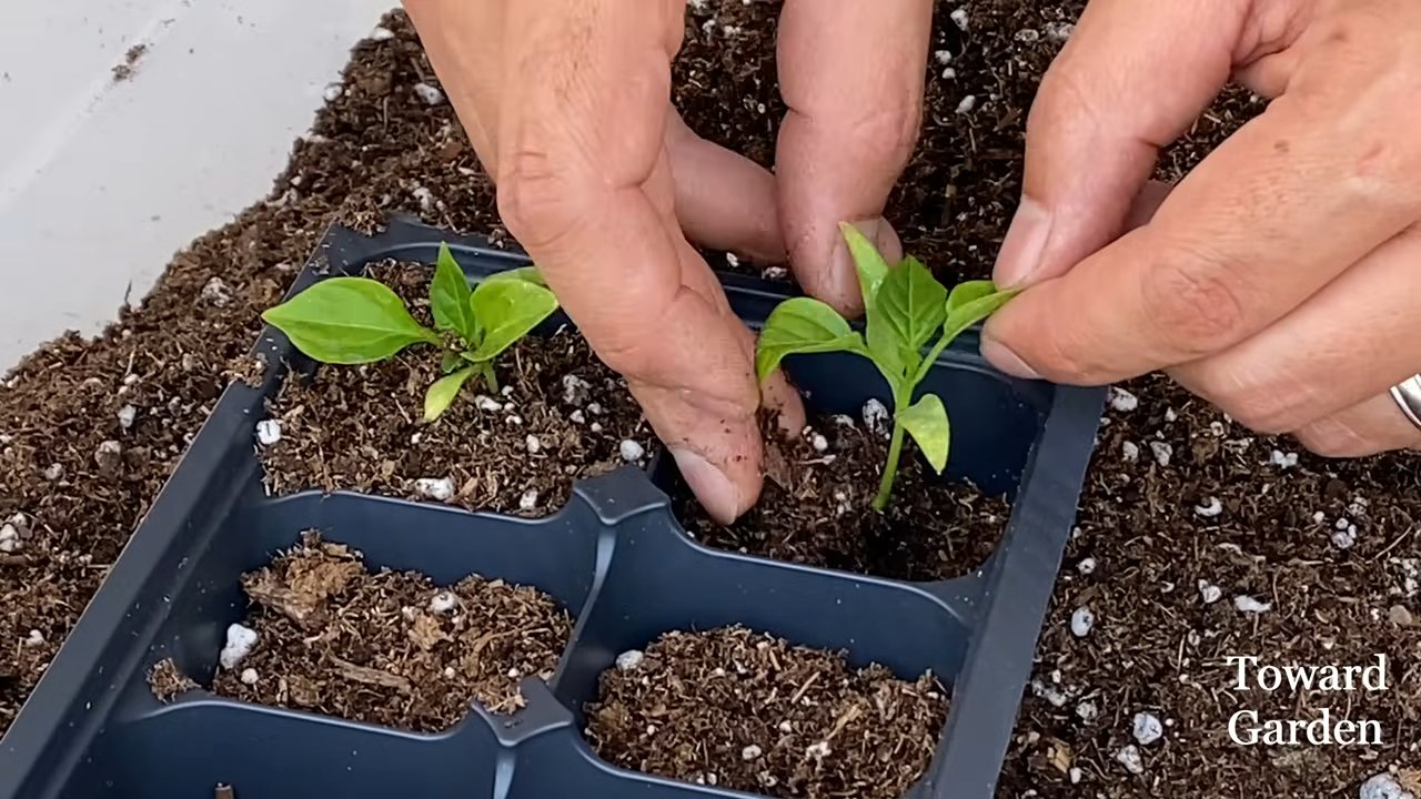 Paprika anbauen im Topf