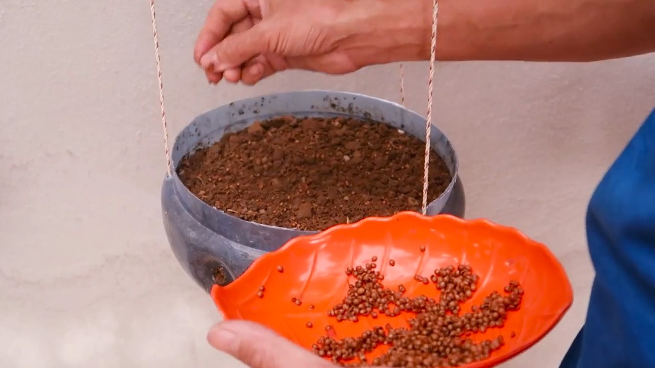 Koriander in Hängeflaschen anbauen