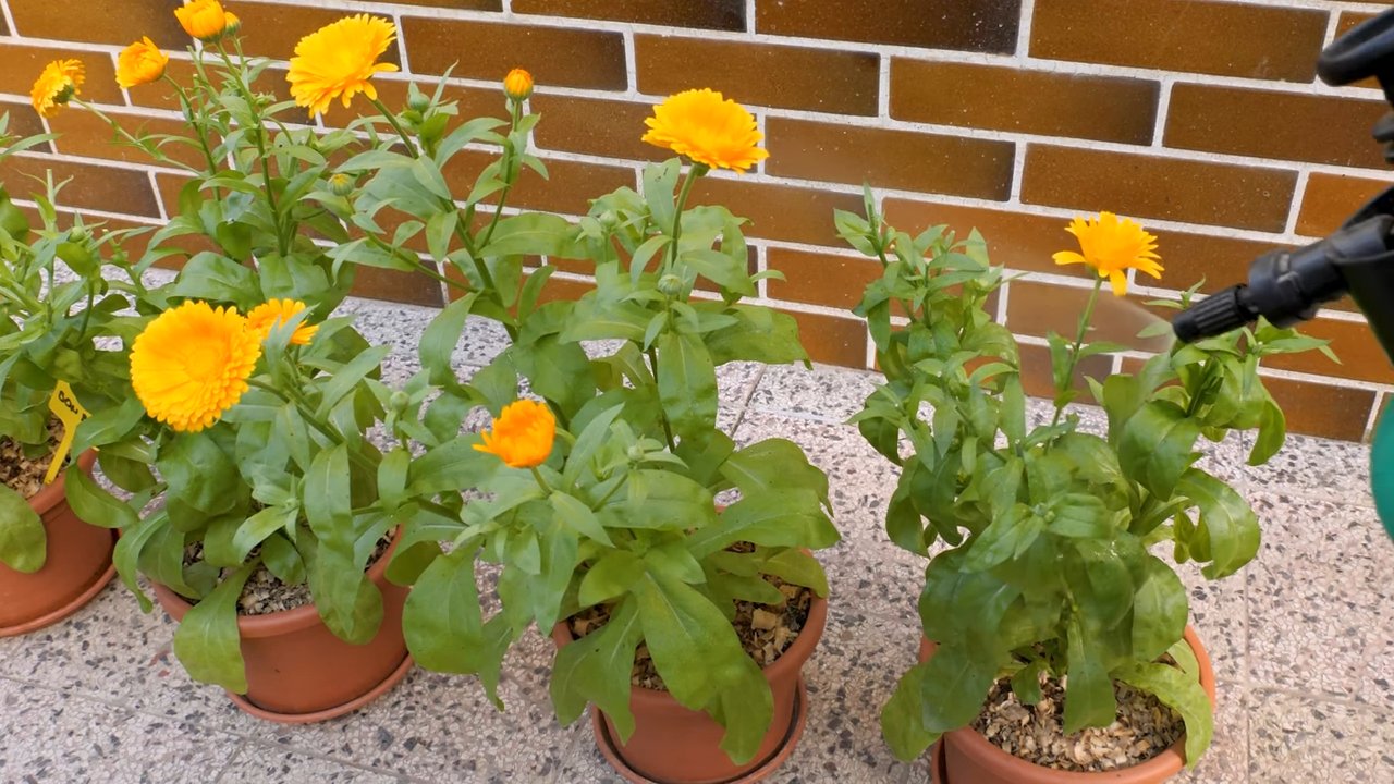 Ringelblumen aus Samen ziehen