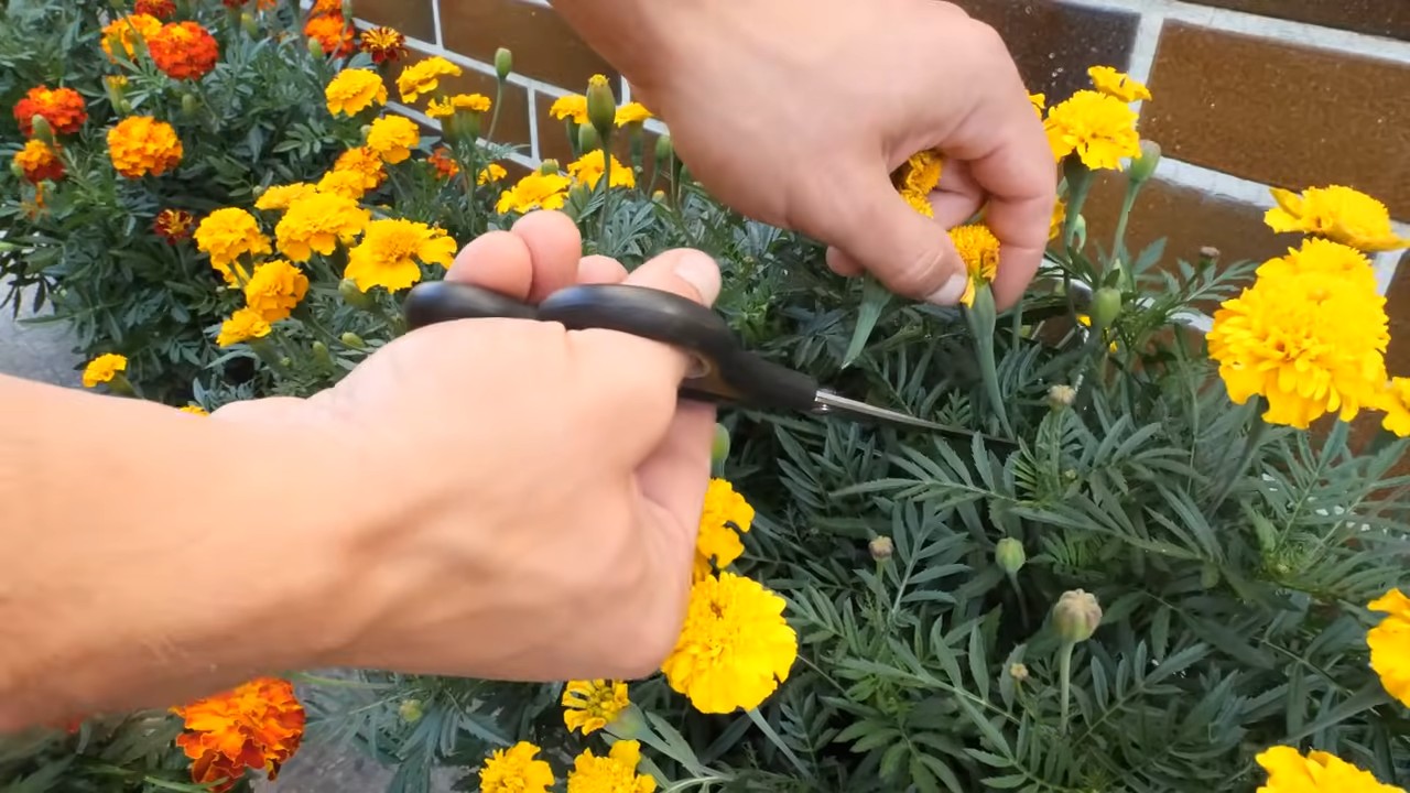 Ringelblumen einfach aus Samen ziehen