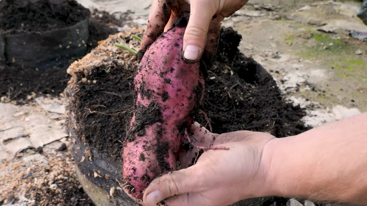 Süßkartoffeln anbauen leicht gemacht