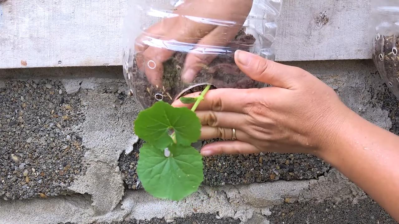 Bittermelone Anbau Kleiner Raum