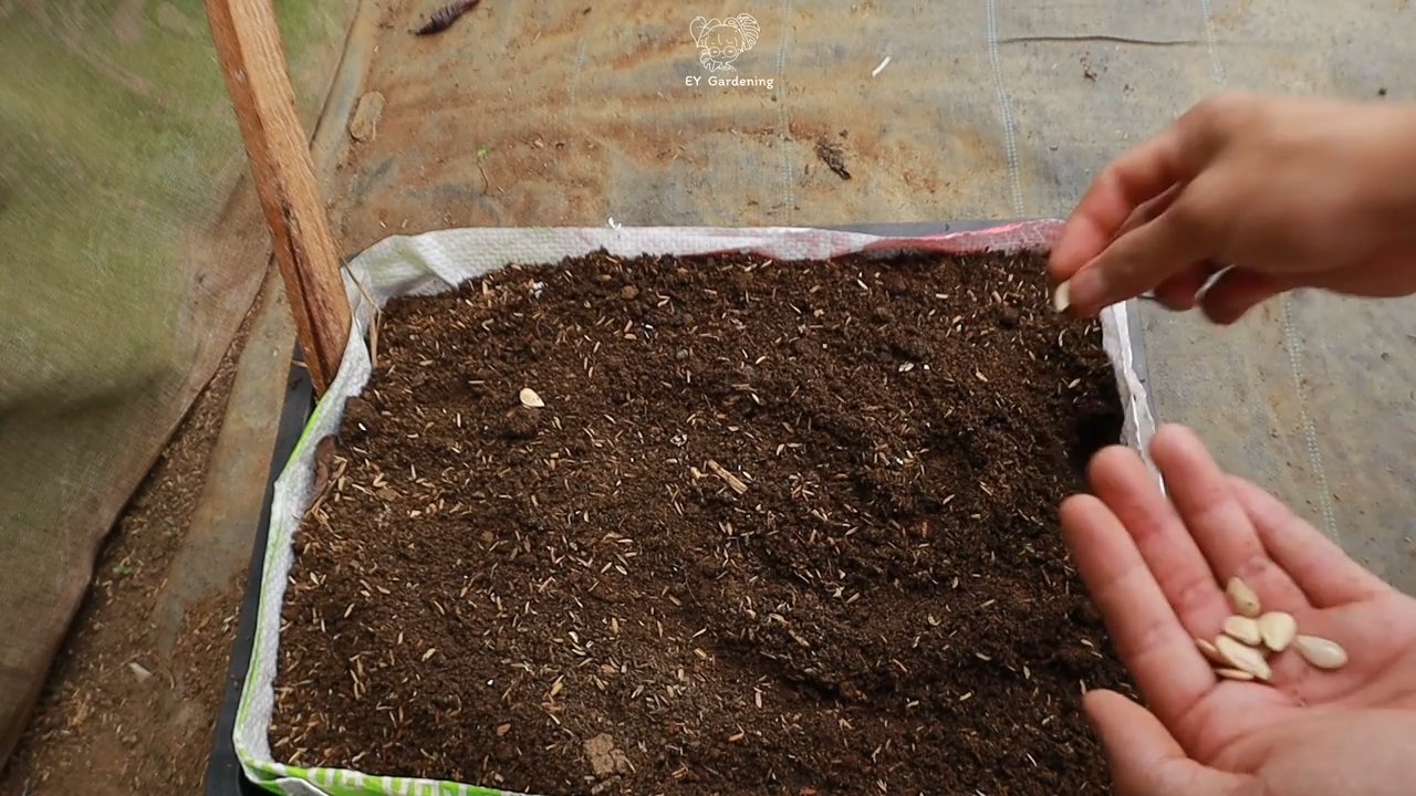 Kürbis Anbau ohne Garten