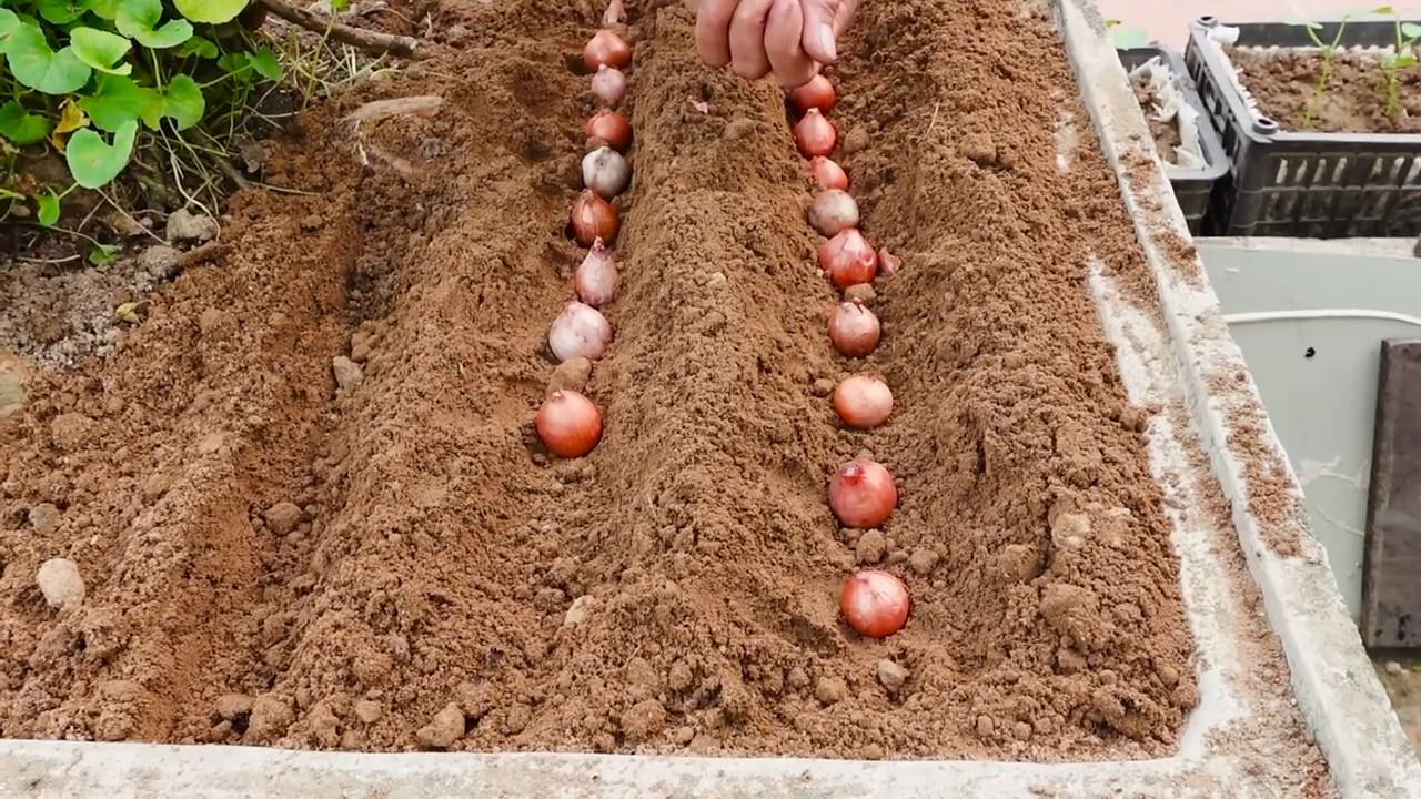 Schnittlauch anbauen wenig Platz