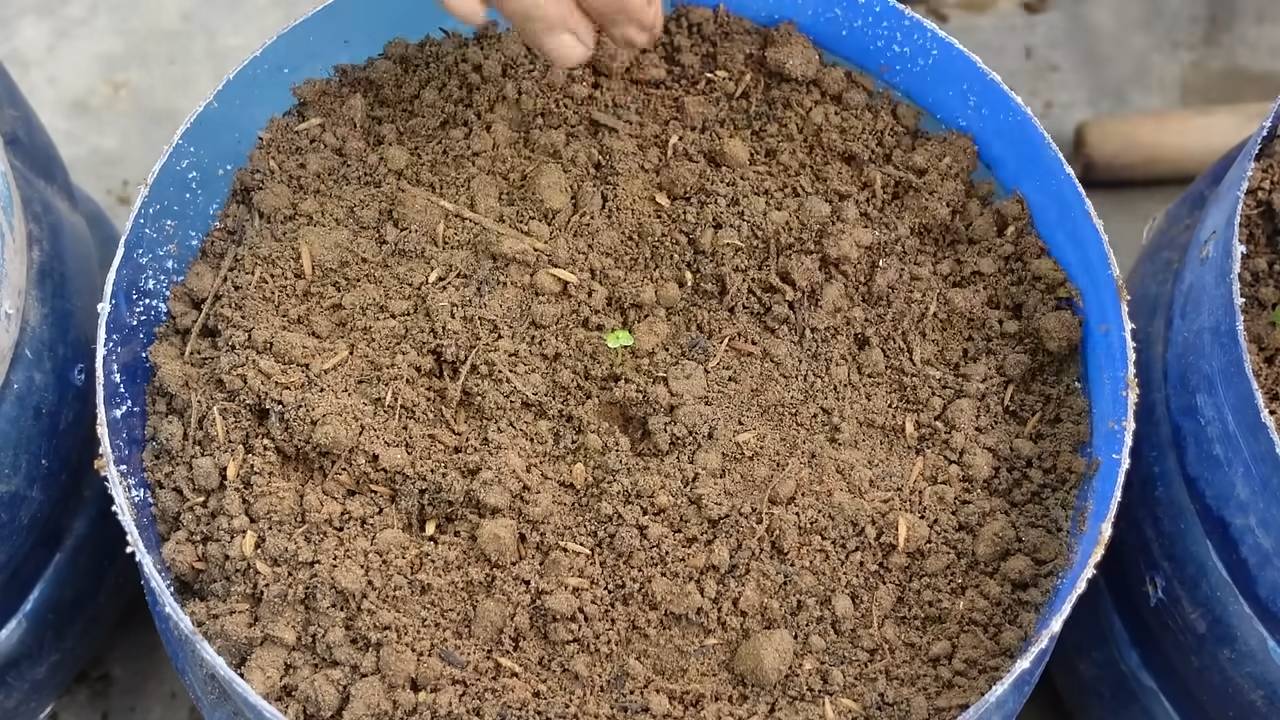 Napa Kohl zu Hause anbauen