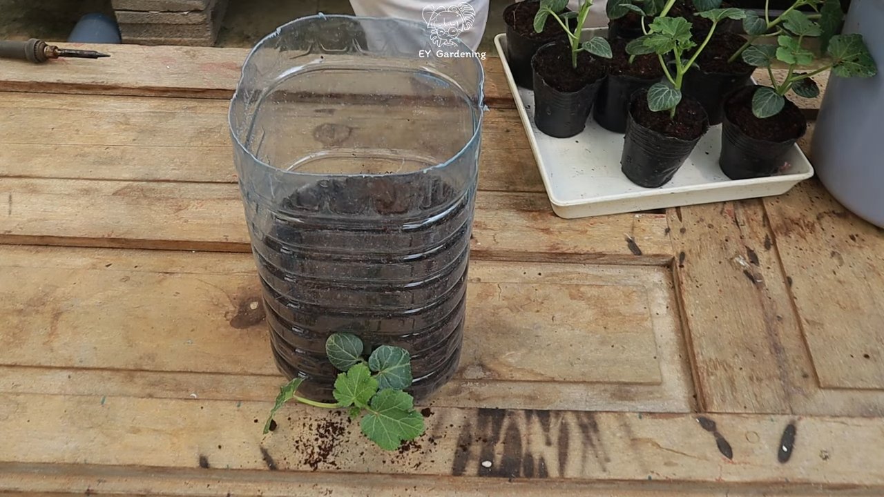 Dachgarten Okra anbauen